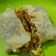 Cooksnap dari Christine Sindy Simbolon untuk resep Lumpia Basah Khas Bandung