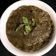 Chanda shrawan Keshri का कुकस्नैप जब उन्होंने कच्चे आम और पुदीने की चटनी (kacche aam aur pudine ki chutney recipe in Hindi) बनाया था।