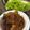 Cooksnap dari Sisi untuk resep Ayam bumbu hitam khas madura