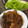 Cooksnap dari Sisi untuk resep Ayam bumbu hitam khas madura