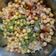 Abhilasha Singh का कुकस्नैप जब उन्होंने छोले सलाद (Chole salad recipe in hindi) बनाया था।