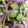 Rob Peter's cooksnap of when they made Marinated Cucumber Red Onion Salad.
