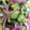 Rob Peter's cooksnap of when they made Marinated Cucumber Red Onion Salad.