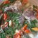 Cooksnap dari Ayu Ray untuk resep Sop Ikan Gurame Kemangi