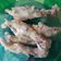 Cooksnap dari mita untuk resep Ceker kaki ayam kriuk kriuk