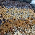 Cooksnap dari Ummu Rumaysha untuk resep Fudgy Brownies Sekat
