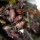 Cooksnap dari Farah untuk resep Tumis Cumi Hitam Pedas