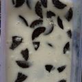 Cooksnap dari Julia Noviani untuk resep Agar agar oreo