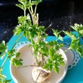 Heni Cooksnap-ja, amikor elkészítette a(z) Zöldségzöld 🌿 receptet.
