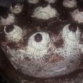 Cooksnap από Alexandros Votsis στη συνταγή Black forest