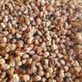 El cooksnap de María Cecilia Rodríguez cuando hizo Praliné de porotos de soja.
