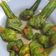 Cooksnap dari Astria Rulianty untuk resep Thai Pandan-Wrapped Chicken aka Ayam Goreng Pandan Thailand