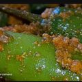  Chef Richa pathak. का कुकस्नैप जब उन्होंने मिर्च अचार (Mirch Achar recipe in Hindi) बनाया था।