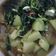 Cooksnap dari Wiwiek Cahyani untuk resep Jukut Jepang Mekuah Bumbu Bali (Labu Siam Berkuah+Daun mudanya)