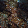 Cooksnap dari 💜Lianawati💜 untuk resep Daging Sapi Bumbu Bali