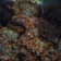 Cooksnap dari 💜Lianawati💜 untuk resep Daging Sapi Bumbu Bali