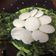 Amee Mankad's cooksnap of when they made ઈડલી (Idli Recipe In Gujarati).