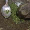 Cooksnap dari ana untuk resep Sambal Goang Rawit Ijo