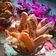 Cooksnap dari Arvina Harahap untuk resep Sale Pisang