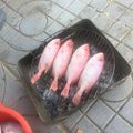 Cooksnap của Phuong Nguyen 92 khi họ làm theo món Cá Sơn Thóc Nấu Mẵn