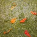 Cooksnap dari Resty Astriani untuk resep Gulai pucuk ubi (gulai daun singkong tumbuk)