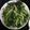 秉珊媽Plenty 的 炒大陸A菜 cooksnap