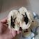 Cooksnap dari Desmin Natalia untuk resep Bakpao Lembut Anti Gagal