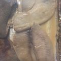 Kate 的 烤味噌鮭魚 cooksnap