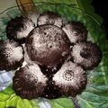 Cooksnap dari zafina latisya untuk resep Cake ultah Blackforest