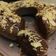 Cooksnap dari Octa Mellyani untuk resep Bolu nutrijel coklat