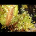 Cooksnap dari Neneng Fitri untuk resep Sambal Goang