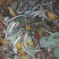 El cooksnap de Rosa Cristina Alvarez cuando hizo Calamares en escabeche.