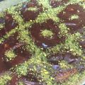 صورة من beedoo، شاركها بعد تجربة وصفة حلى سريع وخفيف