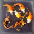 Cooksnap dari Devi untuk resep Puding Ikan Koi