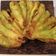 Cooksnap dari Dapur Aan Komara untuk resep Pisang goreng kipas