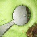 Cooksnap dari Novi yulyanah untuk resep Brownies cokelat pandan keju