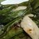 Cooksnap dari Nur Aini untuk resep Otak otak ikan tenggiri khas palembang