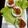 Cooksnap dari Ari untuk resep Kue Gandus (Talam Abon)