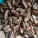 Cooksnap dari Bunda Nafisa untuk resep Biji Ketapang GE-ER (Gurih Enak Empuk Renyah) #PekanInspirasi