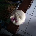 Cooksnap dari Anisa Anis untuk resep 18.2019.Bakpao Lembut (tanpa tepung Pao)