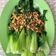 Cooksnap dari Niki AdLya untuk resep Pokcoy Siram Bawang Putih / Pakcoy Siram Saos Tiram
