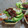 El cooksnap de silvia cuando hizo Poke bowl de salmón y langostinos.