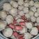 Cooksnap dari Kisma untuk resep Bakso Ayam Kenyal