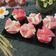 Cooksnap dari Vay Kitchen untuk resep Bolu Kukus Mekar Susu HUT RI