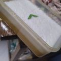 Cooksnap dari Ummu Uwais untuk resep Kue Talam Labu Kuning