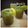 Swati Bharadwaj's cooksnap of when they made পুদিনা সরবত (pudina sharbat recipe in Bengali).