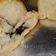 Cooksnap dari andi kuberiani untuk resep Basic Vegan Bread (autolyze method)