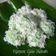 Cooksnap dari Sinta Muller untuk resep "klepon ketan isi gula merah"