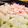 รูป Cooksnap ของ Amy Supinan Langen เมื่อเขาทำ ขนมมันสำปะหลัง