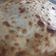 El cooksnap de Mariela Alejandra Metzler cuando hizo Tarta de atún con huevo, jamón, queso y cebolla.